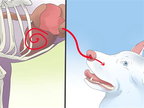 How To Care For A Dog With Megaesophagus 11 Steps With Pictures