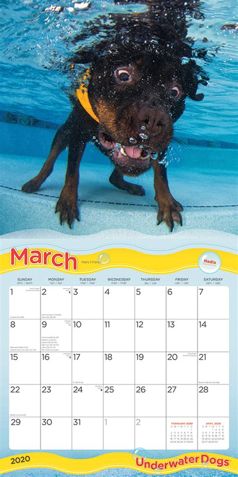 Underwater Dogs 2020 Square Wall Calendar By Plato Plato Calendars