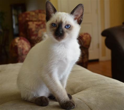 Balinese Cats For Sale Los Angeles Ca 156366 Petzlover