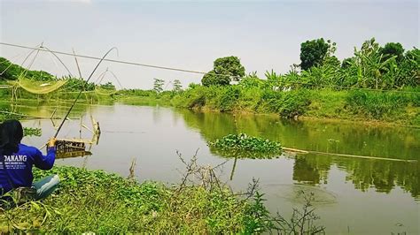 Mancing Ikan Ketinglundu Di Sungai Silugonggo Fi 11 Youtube