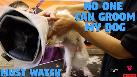 Dog Tornado Roll While Being Groomed No One Can Groom My Dog Youtube