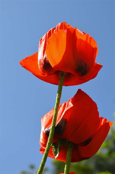 Poppies Flower Plants Red Free Photo On Pixabay Pixabay