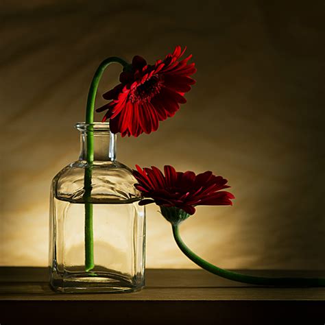 25 Gorgeous Examples Of Still Life Photography