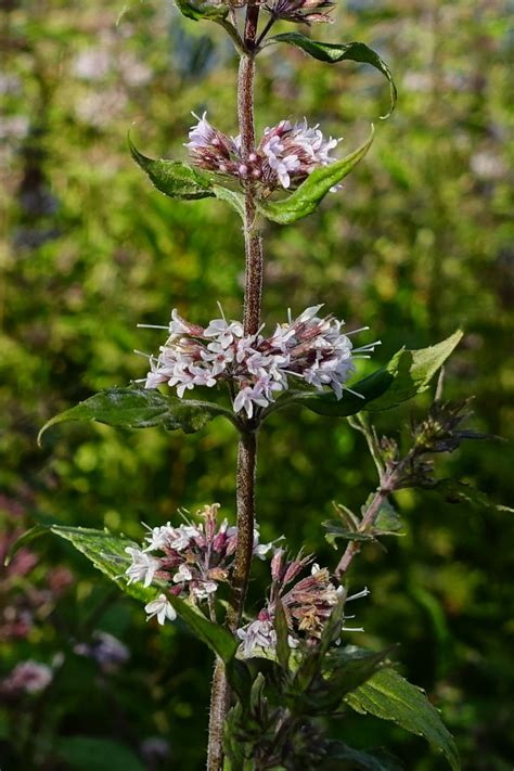 Mentha Arvensis Wildflowers Of The National Capital Region