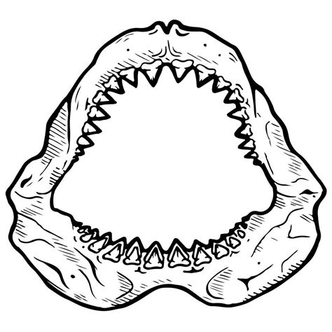 Shark Jaw Sketch At Explore Collection Of Shark