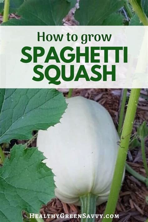 Growing Spaghetti Squash Is Easy And Lets You Enjoy An Entire Dinner