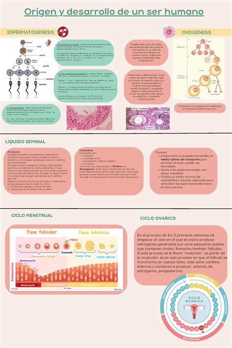 Annotated Infografia20embrio Fase Espermatocitogénesis Se Originan