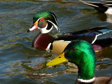 Wood Duck And Mallard Colors Of Nature Green Heads Flickr