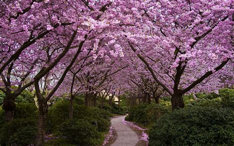 Cherry Blossom Tree Trees Nature Cherry Blossom Path Hd Wallpaper