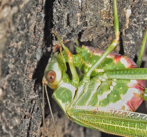 Bunyipco Parental Care Displayed In A Katydid