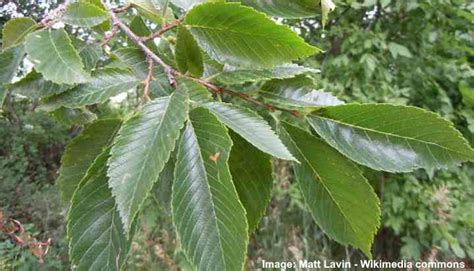 American Elm Tree Leaves Bark Pictures Identification And Care