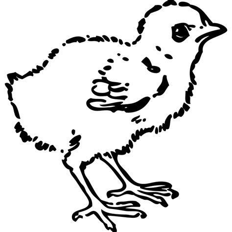 free chick clip art black and white download free chick clip art black and white png images