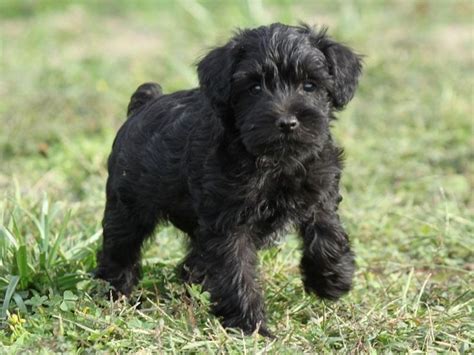 I Want A Black Schnoodle Cutepuppynamesforblackdogs Schnoodle Puppy