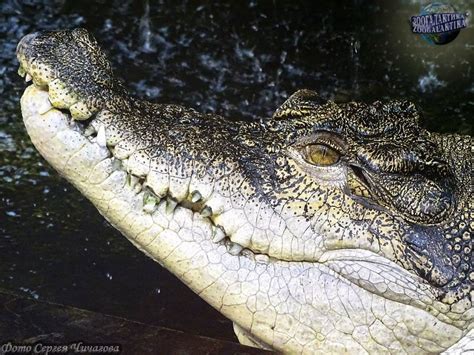 Гребнистый крокодил Описания и фото животных Некоммерческий учебно