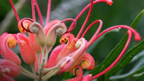 Closeup Of A Grevillea Flower In A Garden Australia