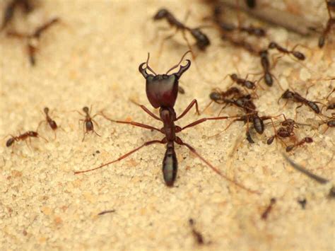 A Public Menace Driver Ants Npr