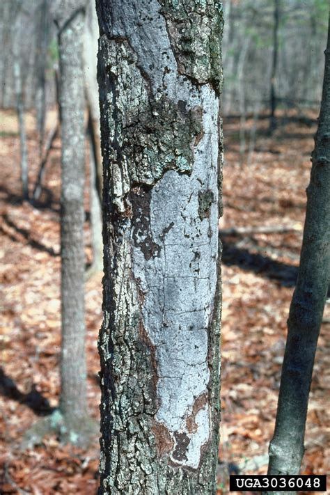 Common Tree Disease Problems Symptoms And Photos Of Tree Disease