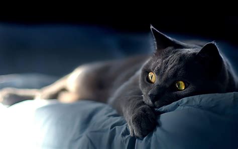 Wallpapers Black Cat Wallpaper Cave