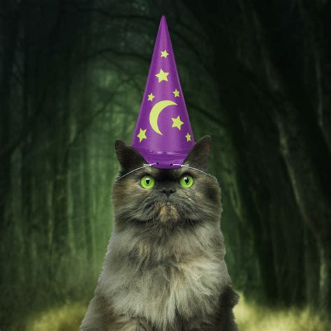 Cat Wizard Hat Firebox