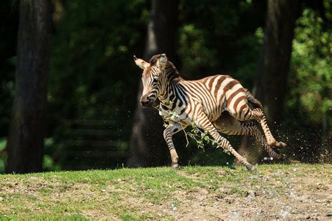 Little Zebra Zebra Wildlife Photo