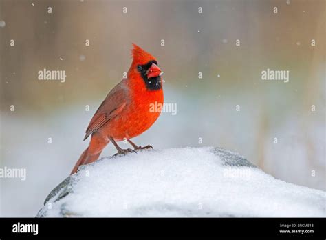 Northern Cardinal Cardinalis Cardinalis During A December Snowfall In