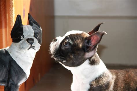 By ales july 5, 2021 categories dogs. Wind Hill Puppies - AKC Boston Terriers in Illinois