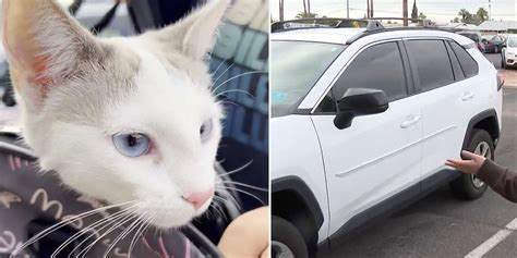 Woman Finds Hitch The Kitten Meowing Underneath Car After 30 Mile Trip