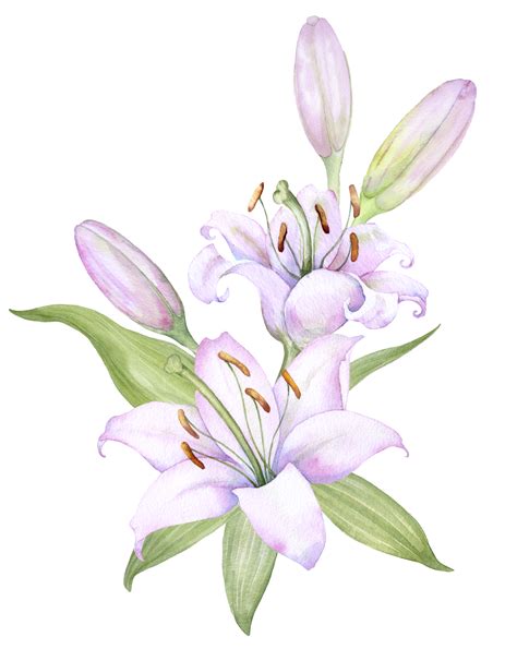 Bouquet White Lilies Pink Lilies Flowers And Buds Watercolor Flower