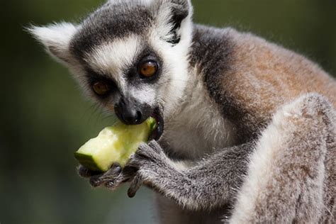 Ring Tailed Lemur Eating Some Cucumber Katherine Hodgson Flickr