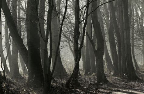 Wallpaper Sunlight Trees Landscape Forest Nature Winter Wood