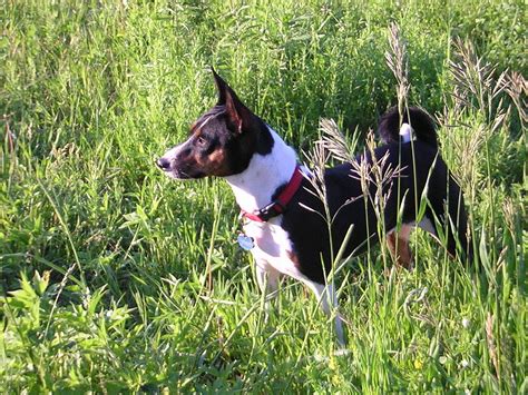 Leopard Predation And The Barkless Basenji Canis Lupus