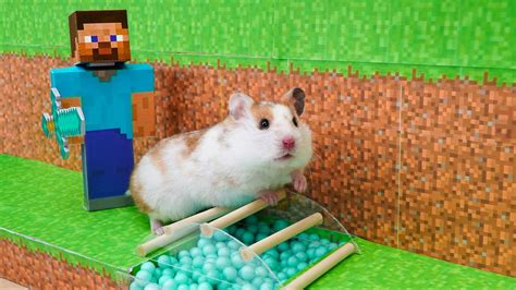 🐹hamster Escapes The Awesome Prison Maze For Pets In Real Life 🐹hamster