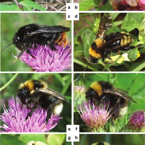 Pdf Ecology And Evolution Of Cuckoo Bumble Bees