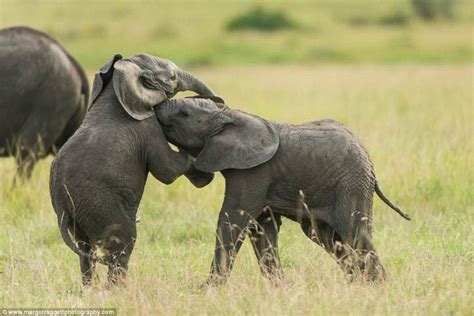 See How Baby Elephants Play Picture Cutest Baby Animals