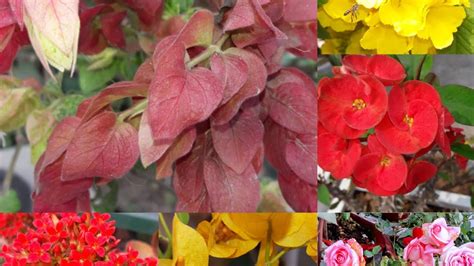 Check spelling or type a new query. 406🌿🥀Best 11 Permanent, No Maintenance Flowering Plants ...