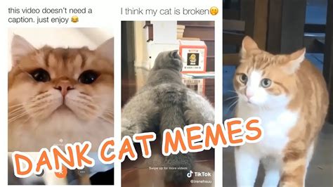 Best Dank Cat Memespart 3 In 2021 Cats Cat Memes Baby Animals Funny