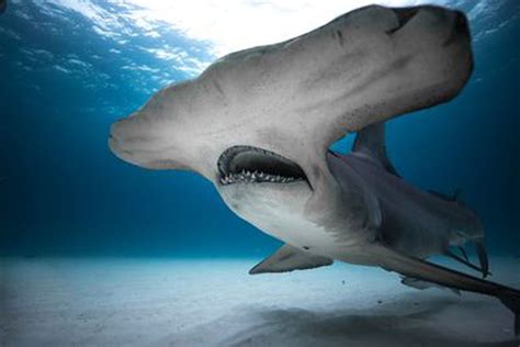 Shark Week Full Schedule Of Discoverys New Shark Specials And How To Watch Al Com