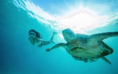 Turtle Discovery Snorkeling Experience The Taaras Beach And Spa Resort