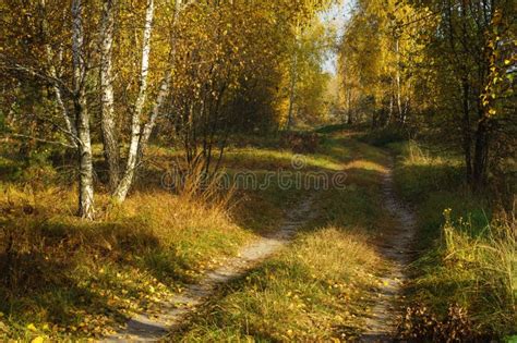 Dirt Road In The Autumn Forest Stock Photo Image Of Yellow Leaves