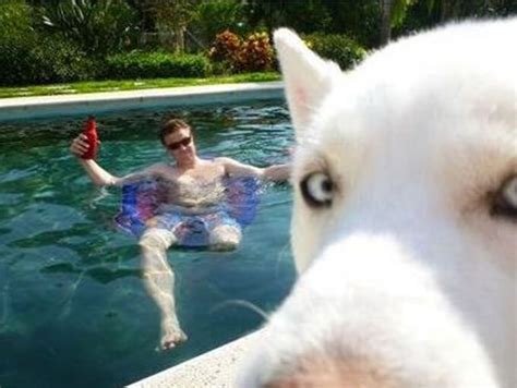34 Funniest Dog Photobombs On The Planet Animal Pictures Funny