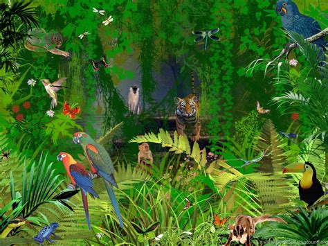 Rainforest Animals Wallpapers Wallpaper Cave