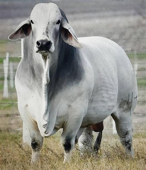 A Large White Cow Standing On Top Of A Dry Grass Covered Field Next To