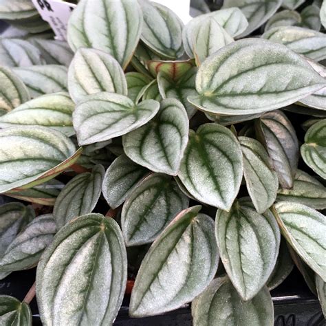 These plants are easy to propagate and can be done so through taking a cutting. Peperomia 'Napoli Nights' (Peperomia sp) - Medium ...