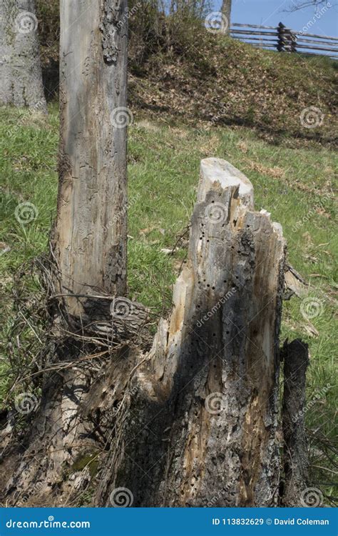 Broken Tree Stump Stock Image Image Of Detail Base 113832629