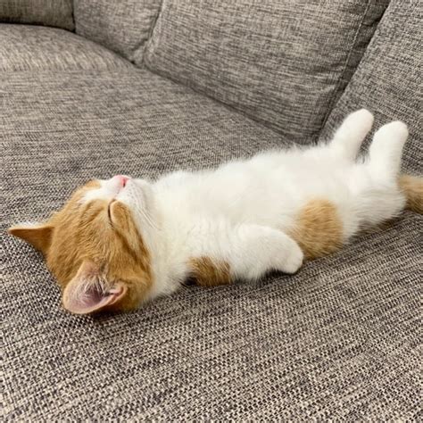 Meet Chata The Munchkin Cat Who Sleeps Like A Human Flat On His Back Pics Kingdoms Tv