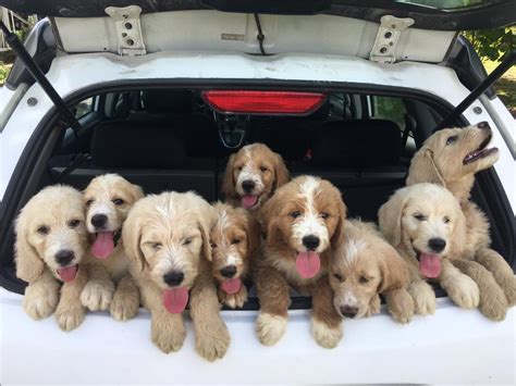 Find the perfect goldendoodle puppy for sale at puppyfind.com. Goldendoodle Puppy Prices by Love My Doodles | Love My Doodles