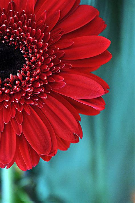 Flower Photograph Bright Red Gerbera Daisy Fine Art Nature Photography