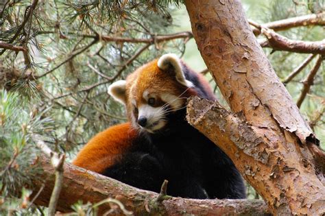 Red Panda At Seattle Woodland Park Zoo Malcolm Surgenor Flickr