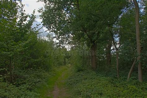 Forst Trail In Bourgoyen Nature Reserve Stock Image Image Of Reserve