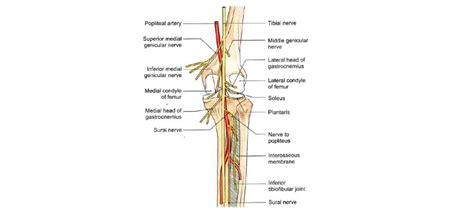 Peroneal Nerve Common Superficial And Deep Peroneal Nerve Learn